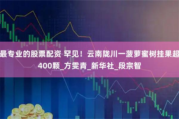 最专业的股票配资 罕见！云南陇川一菠萝蜜树挂果超400颗_方雯青_新华社_段宗智